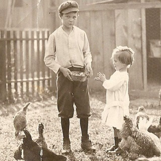 Vintage poules